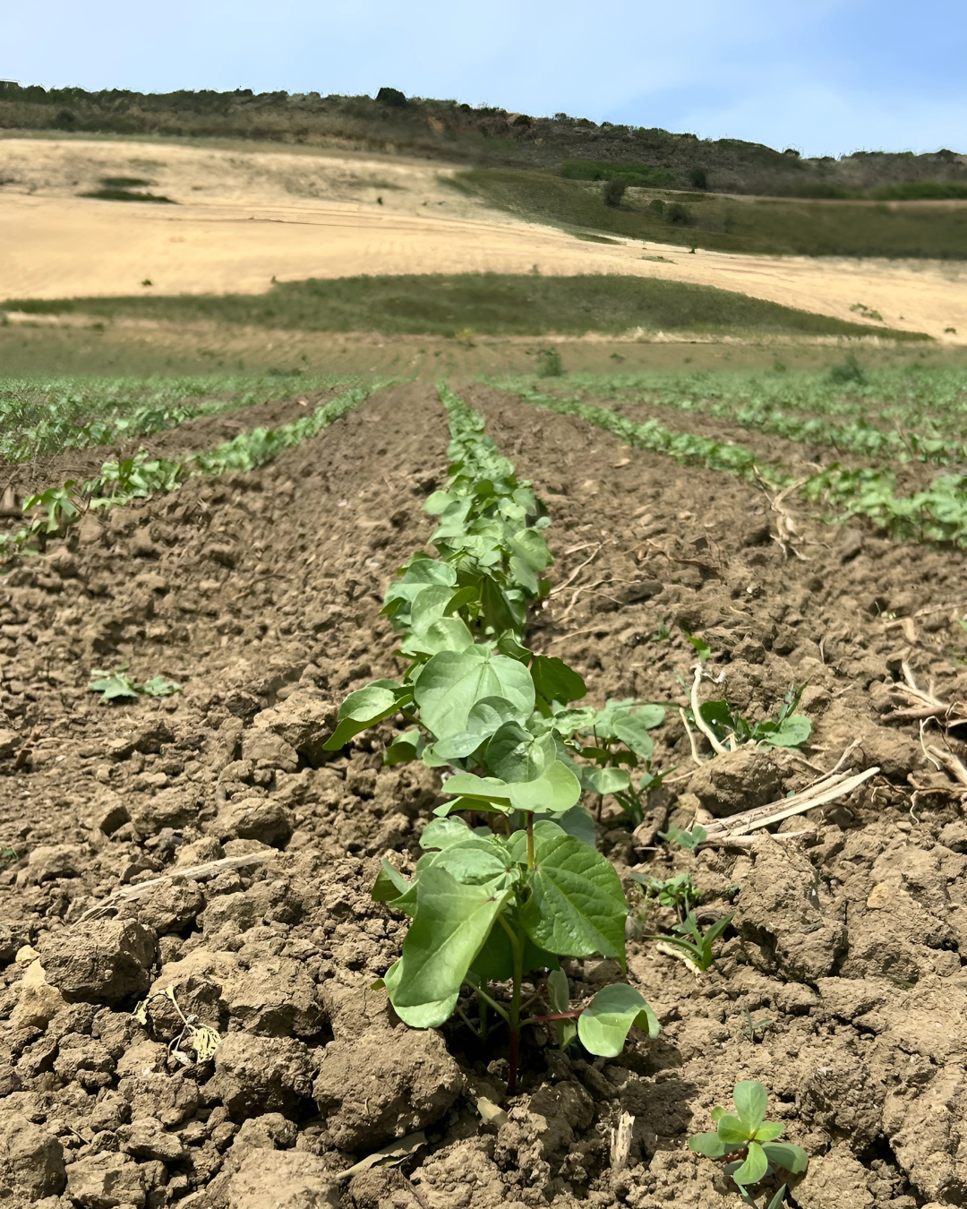 Field update 03 — Vegetative Stage