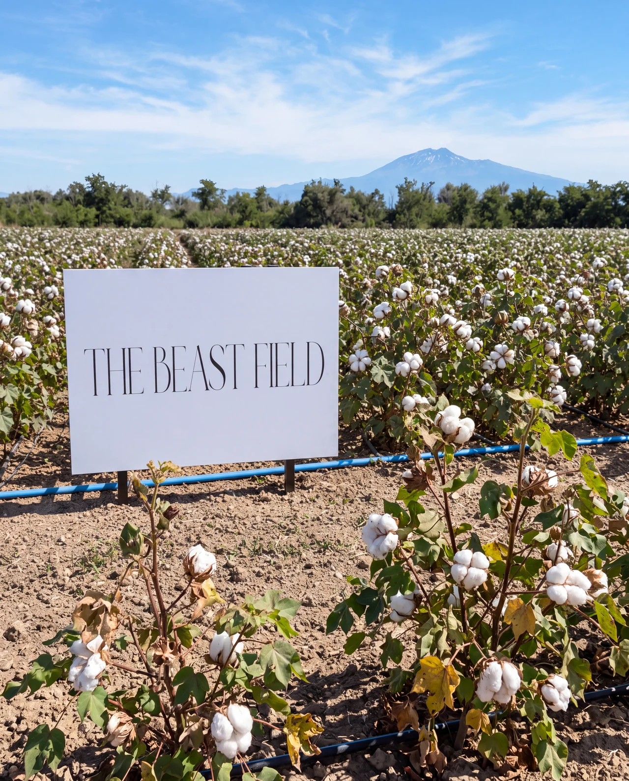 THE BEAST FIELD sign in the Sicilian cotton field